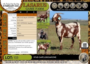 1X Stud Cape Lob Ear ewe Lasarus Game Farm