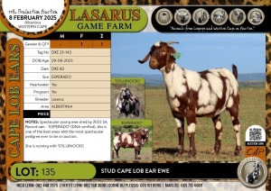 1X Stud Cape Lob Ear ewe Lasarus Game Farm