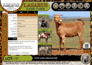 1X Stud Cape Lob Ear ewe Lasarus Game Farm