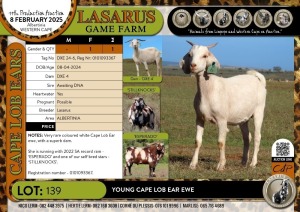 1X Young Cape Lob Ear ewe African Origin