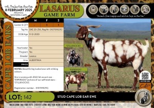 1X Stud Cape Lob Ear ewe Lasarus Game Farm