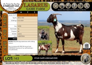 1X Stud Cape Lob Ear ewe Lasarus Game Farm