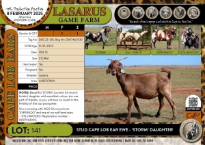 1X Stud Cape Lob Ear ewe - 'STORM' daughter Lasarus Game Farm