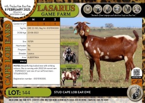 1X Stud Cape Lob Ear ewe Lasarus Game Farm