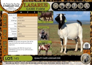 1X Quality Cape Lob Ear ewe Lasarus Game Farm