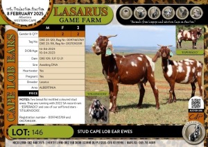 2X Stud Cape Lob Ear ewes Lasarus Game Farm (Pay per Animal)