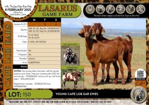 2X Young Cape Lob Ear ewes Lasarus Game Farm (Pay per Animal)