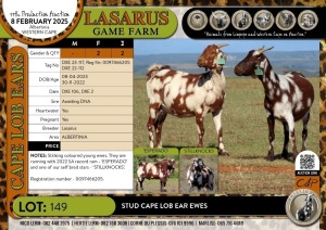 2X Stud Cape Lob Ear ewes Lasarus Game Farm (Pay per Animal)