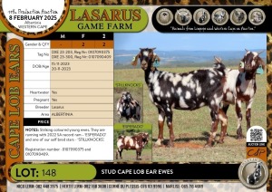 2X Stud Cape Lob Ear ewes Lasarus Game Farm (Pay per Animal)