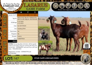 2X Stud Cape Lob Ear ewes Lasarus Game Farm (Pay per Animal)