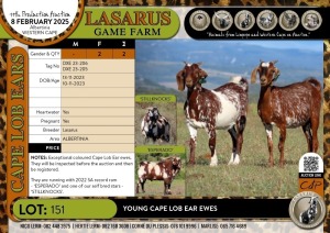 2X Young Cape Lob Ear ewes Lasarus Game Farm (Pay per Animal)