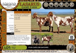 2X Stud Cape Lob Ear ewes Lasarus Game Farm (Pay per Animal)