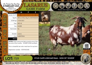 1X Stud Cape Lob Ear Ram - son of 'DOZER' Lasarus Game Farm