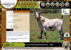 1X Stud Cape Lob Ear Ram - 'JABU' Baardbos