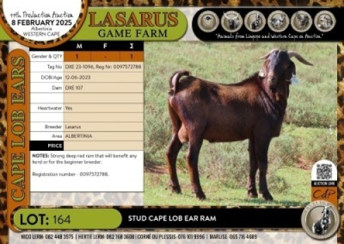 1X Stud Cape Lob Ear Ram Lasarus Game Farm