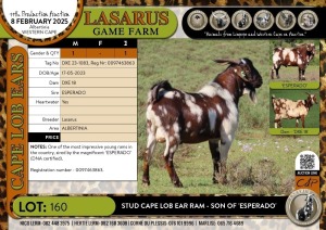 1X Stud Cape Lob Ear Ram - son of 'ESPERADO' Lasarus Game Farm