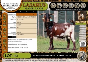 1X Stud Cape Lob Ear Ram - son of 'DOZER' Lasarus Game Farm