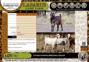 3X Young Kunene breeding group Lasarus Game Farm (Pay per Animal)