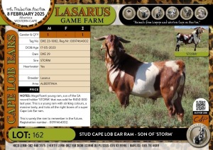 1X Stud Cape Lob Ear Ram - son of 'STORM' Lasarus Game Farm