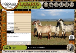 4X Cape Speckled ewes Lasarus Game Farm (Pay per Animal)