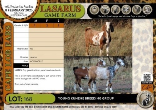 3X Young Kunene breeding group Lasarus Game Farm (Pay per Animal)