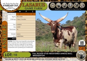 1X Full-blood Stud registered Ankole Bull - 'BRIDGERTON' Lasarus Game Farm