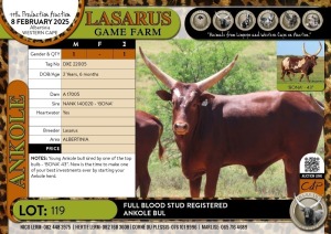 1X Full-blood Stud registered Ankole Bull Lasarus Game Farm