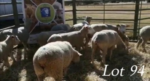 LOT 94 11 X Ooie JL Pretorius (PER STUK OM LOT TE NEEM)