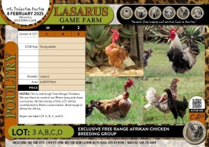 5X Free Range African Chicken breeding group (1M+4F) Lasarus Game Farm (Pay per Animal)