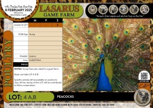 3X Peacocks Lasarus Game Farm (Pay per Animal)