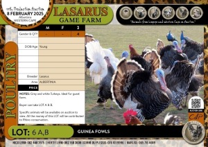 4X Turkeys Lasarus Game Farm (Pay per Animal)