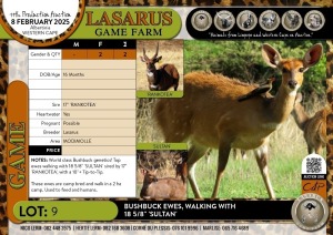 2X Bushbuck ewes, walking with 18 5/8" 'SULTAN' Lasarus Game Farm (Pay per Animal)