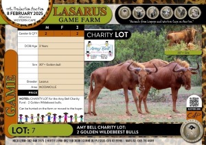 2X Amy Bell Charity LOT, 2 Golden Wildebeest bulls Lasarus Game Farm (Pay per Animal)