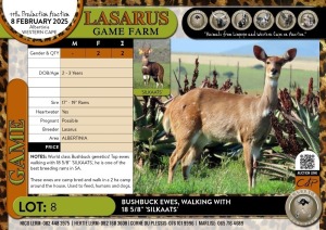 2X Bushbuck ewes, walking with 18 5/8" 'SILKAATS' Lasarus Game Farm (Pay per Animal)