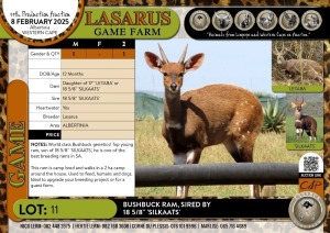 1X Bushbuck ram- sired by 18 5/8" 'SILKAATS' Lasarus Game Farm