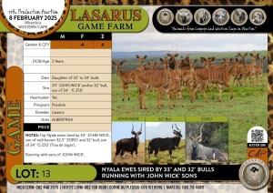 4X Nyala ewes sired by 33" and 32" bulls running with 'JOHN WICK' sons Lasarus Game Farm (Pay per Animal)