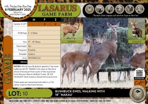 2X Bushbuck ewes- walking with 18" 'MAKAU' Lasarus Game Farm (Pay per Animal)