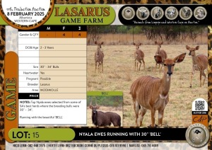 4X Nyala ewes running with 30" 'BELL' Lasarus Game Farm (Pay per Animal)