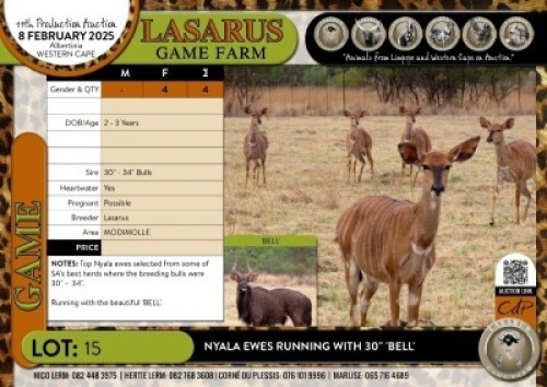 4X Nyala ewes running with 30" 'BELL' Lasarus Game Farm (Pay per Animal)