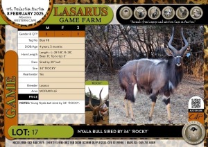 1X Nyala bull sired by 34" 'ROCKY' Lasarus Game Farm