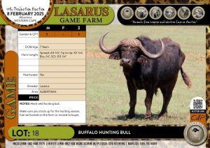 1X Buffalo hunting bull Lasarus Game Farm