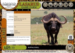 1X Buffalo bull Lasarus Game Farm