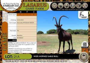 1X Wide-horned Sable bull Baardbos