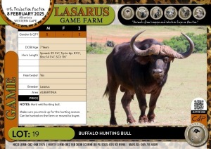 1X Buffalo hunting bull Lasarus Game Farm