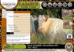 1X Royal Wildebeest cow running with 28.5"+ bulls Lasarus Game Farm