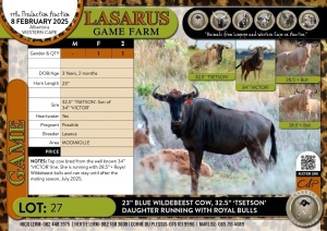 1X 23" Blue Wildebeest cow- 32.5" 'TSETSON' daughter running with Royal bulls Lasarus Game Farm