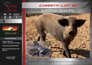 European Bush Pig