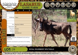 3X Royal Wildebeest split bulls Lasarus Game Farm (Pay per Animal)