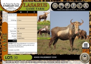 1X Kings Wildebeest cow Lasarus Game Farm