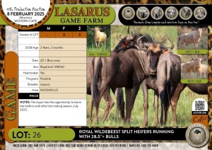 3X Royal Wildebeest split heifers running with 28.5"+ bulls Lasarus Game Farm (Pay per Animal)